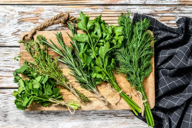 conserver les herbes fraîches